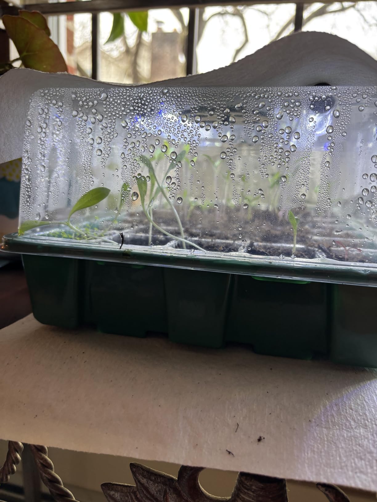 Sondiko Seed Starter Tray with Grow Light, Display Digital Controller customer photo 2