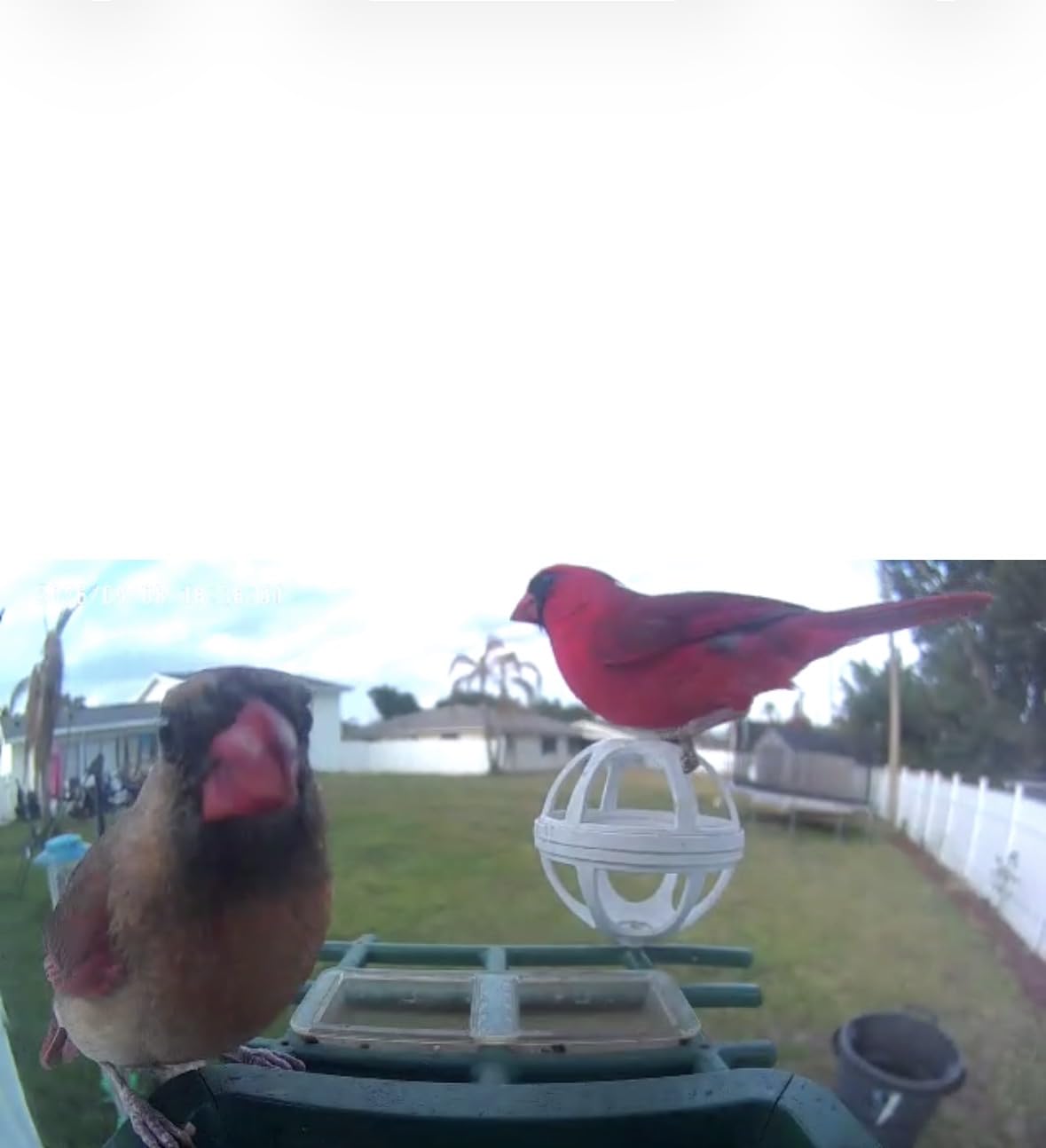 PeckCam Bird Feeder with Camera Solar Powered 2K Live Video Auto Capture | AI Bird Species Identification, Instant App Alert, IP65 Waterproof, Easy Setup, Backyard Bird-Watching, Gift for Bird Lovers customer photo 2
