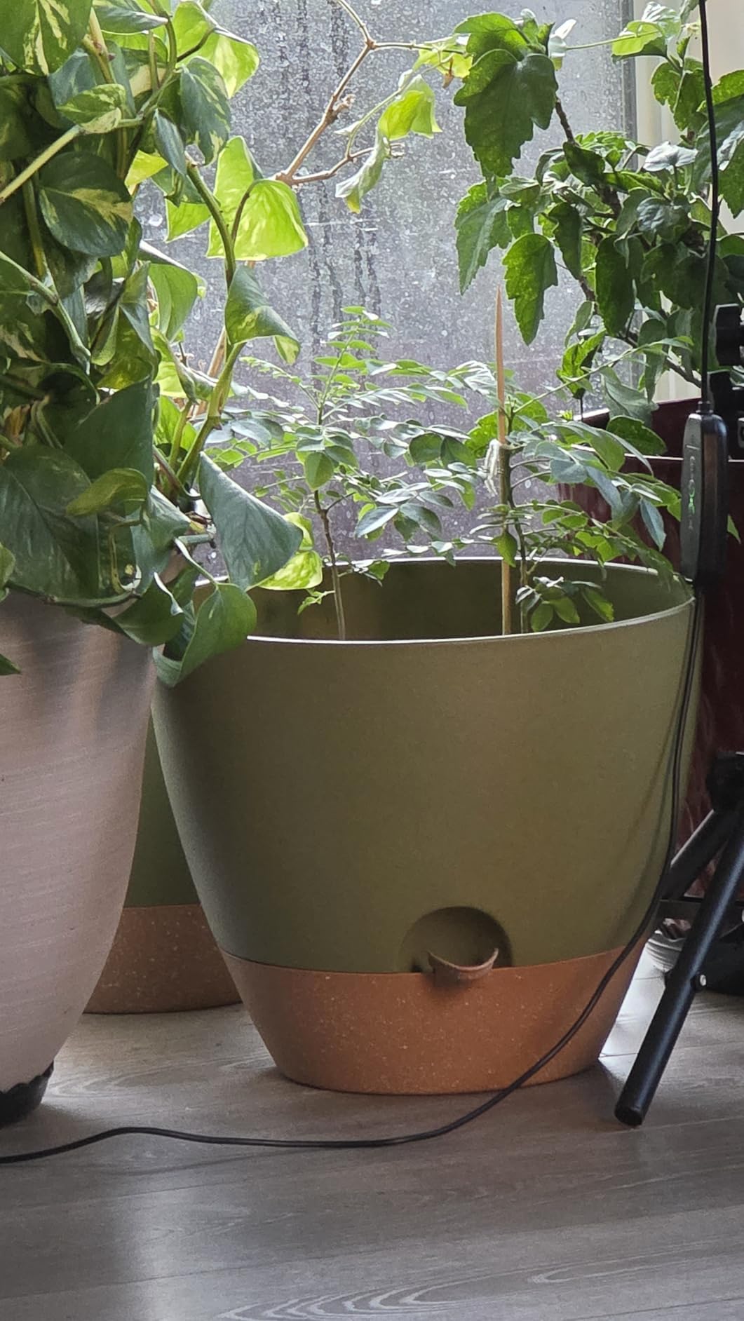 Self Watering Pots for Indoor Plants 12/10/9/8 Inch Plastic with Reservoir | Visible Water Level Indicator, Two Weeks Self Care System, Removable Drainage Tray, Home & Office Plant Decor customer photo 1