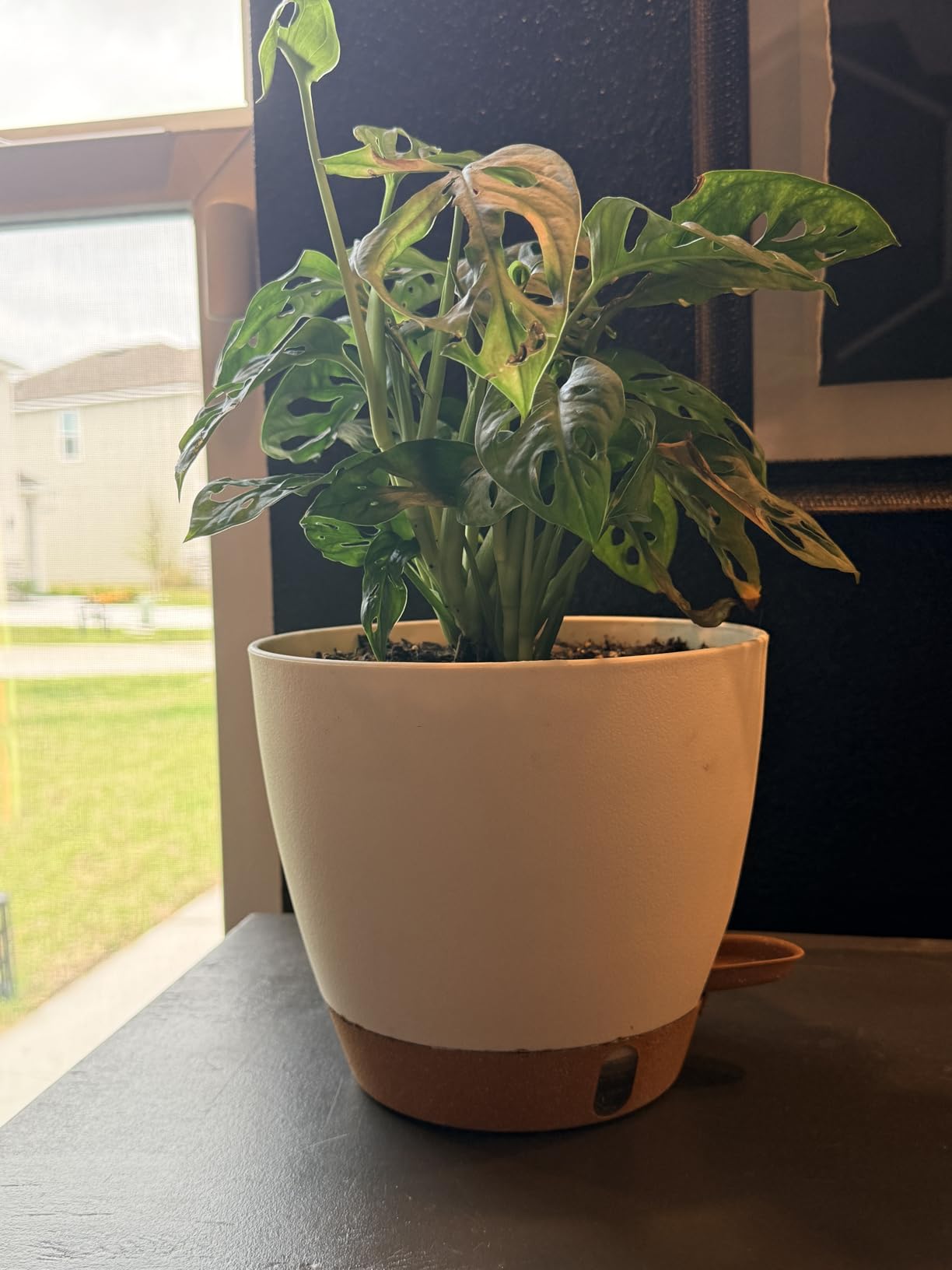 Self Watering Pots for Indoor Plants 12/10/9/8 Inch Plastic with Reservoir | Visible Water Level Indicator, Two Weeks Self Care System, Removable Drainage Tray, Home & Office Plant Decor customer photo 2