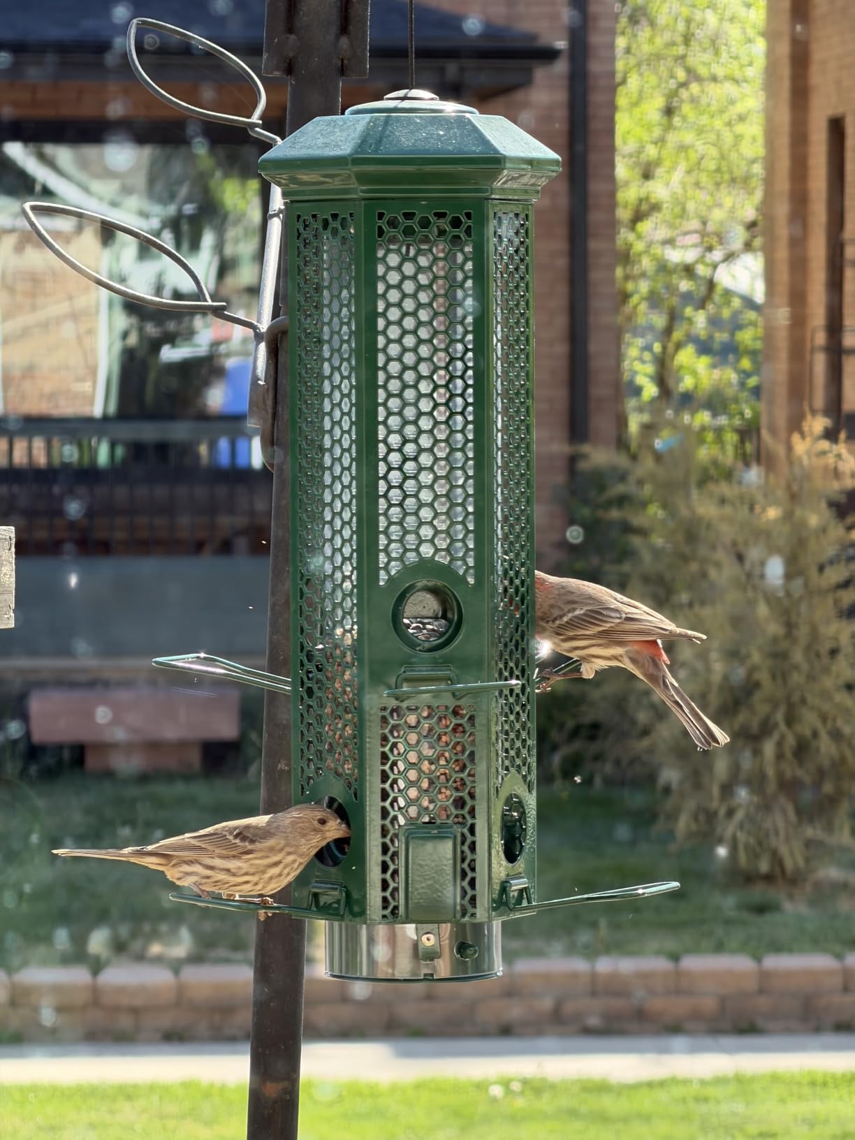 Squirrel Proof Bird Feeders, Bird Feeder for Outdoors with Removable Base, 6 Ports Perches Gravity Protection Squirrel Proof Wild Bird Feeders, 3LB Seed Capacity, Green customer photo 1