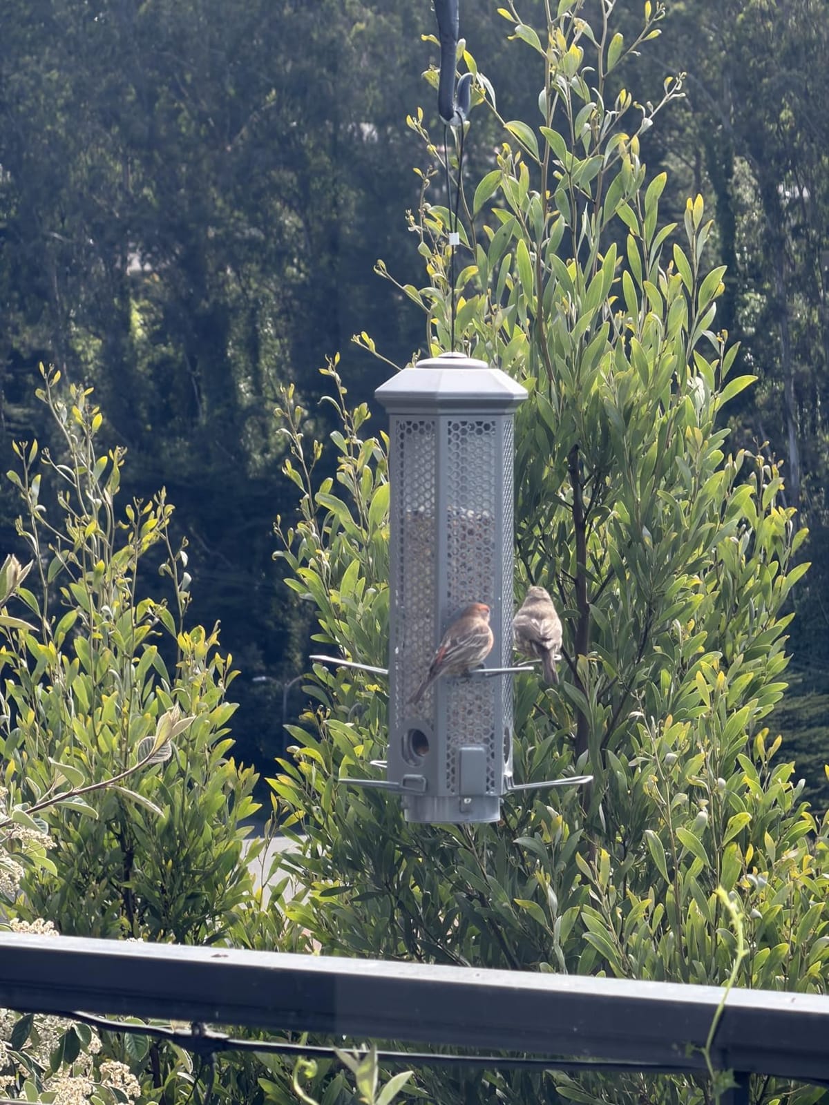 Squirrel Proof Bird Feeders, Bird Feeder for Outdoors with Removable Base, 6 Ports Perches Gravity Protection Squirrel Proof Wild Bird Feeders, 3LB Seed Capacity, Green customer photo 2