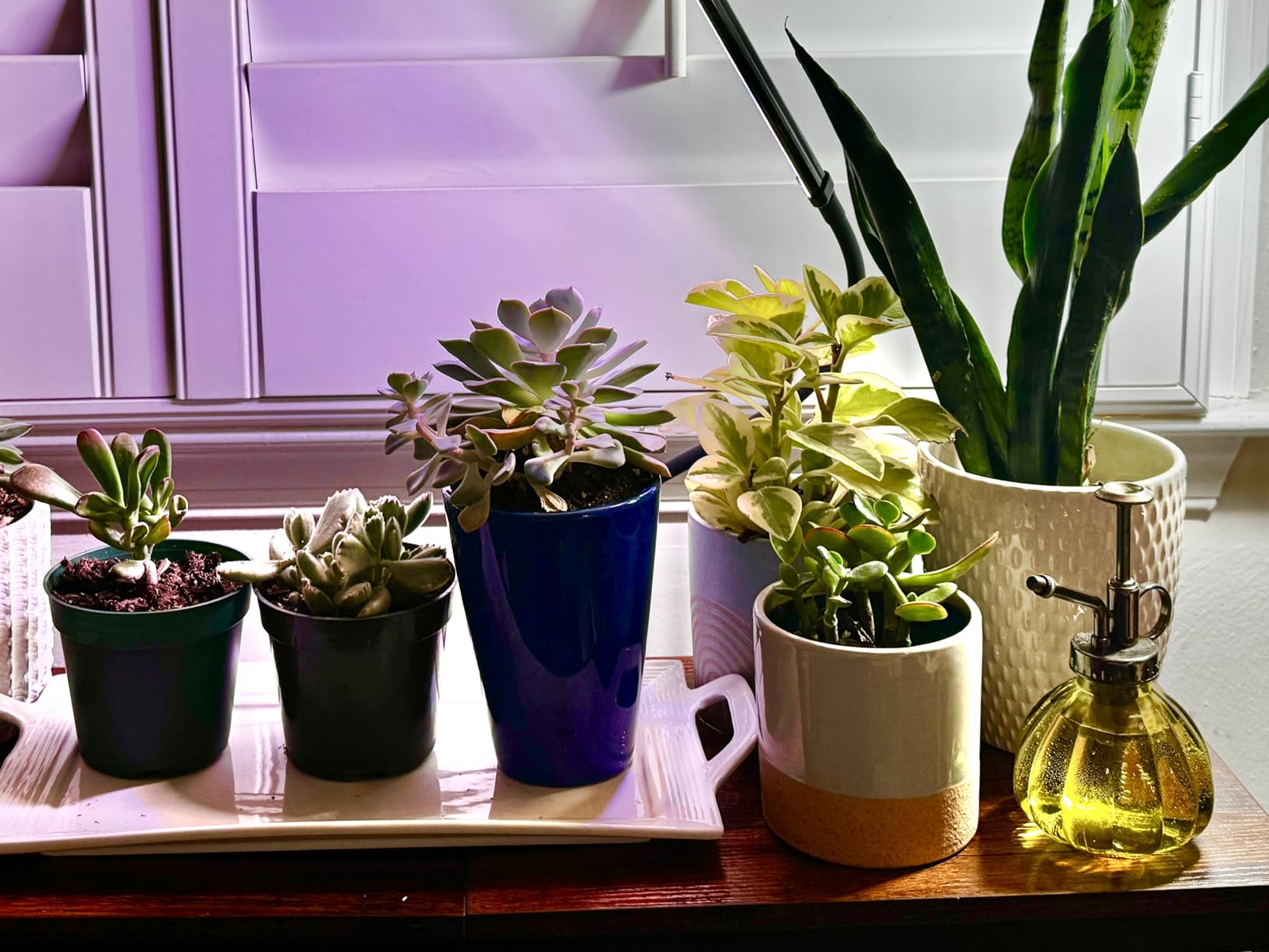Grow Lights for Indoor Plants, Clip-On LED Clamp, Single Head, Flexible Metal Arm with Silicone Sleeve, 5700K Full Spectrum, CRI 85+, 4/8/12/18H Daily Timer, 5 Brightness Levels customer photo 1