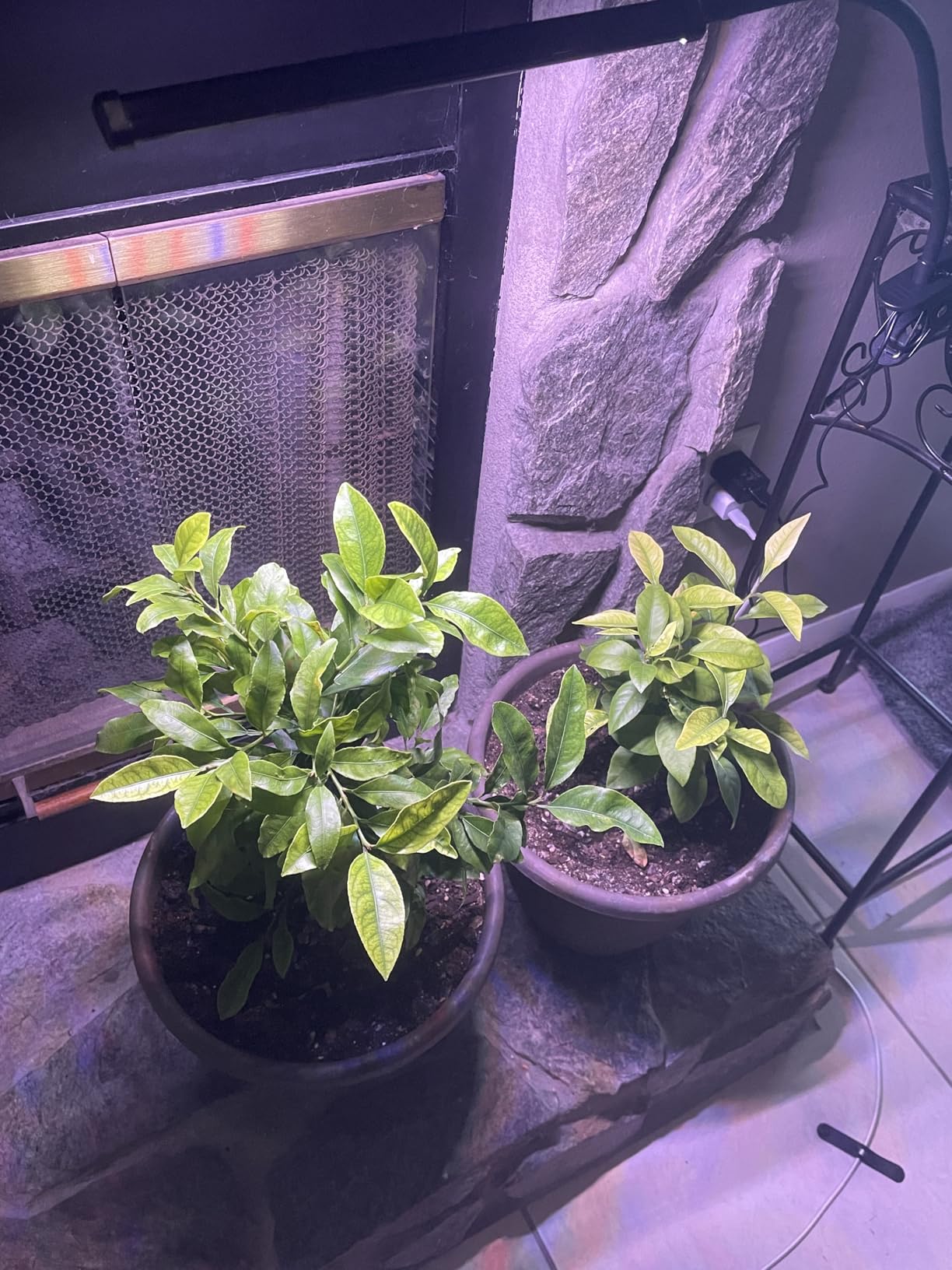 Grow Lights for Indoor Plants, Clip-On LED Clamp, Single Head, Flexible Metal Arm with Silicone Sleeve, 5700K Full Spectrum, CRI 85+, 4/8/12/18H Daily Timer, 5 Brightness Levels customer photo 2