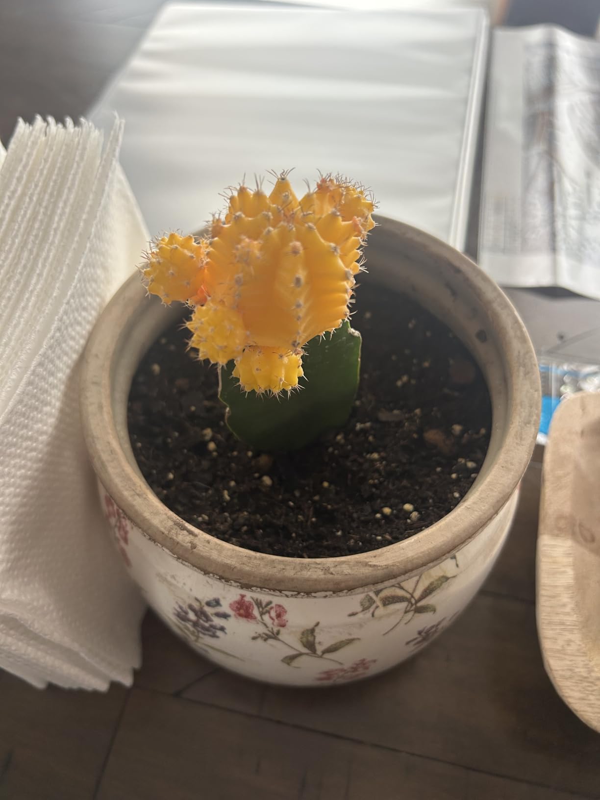 Xiaan Jiaju Pots for Plants, Ceramic Planters for Indoor/Outdoor Plants | 6.29