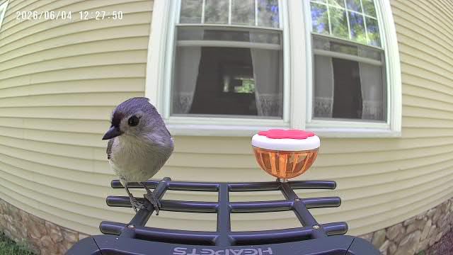 HEAPETS Bird Feeder with Camera Solar Powered, 3K HD Video, AI Bird Recognition, Auto Capture with Instant Notifications, IP65 Weatherproof, Gifts for Seniors Bird Watchers, Brown customer photo 1
