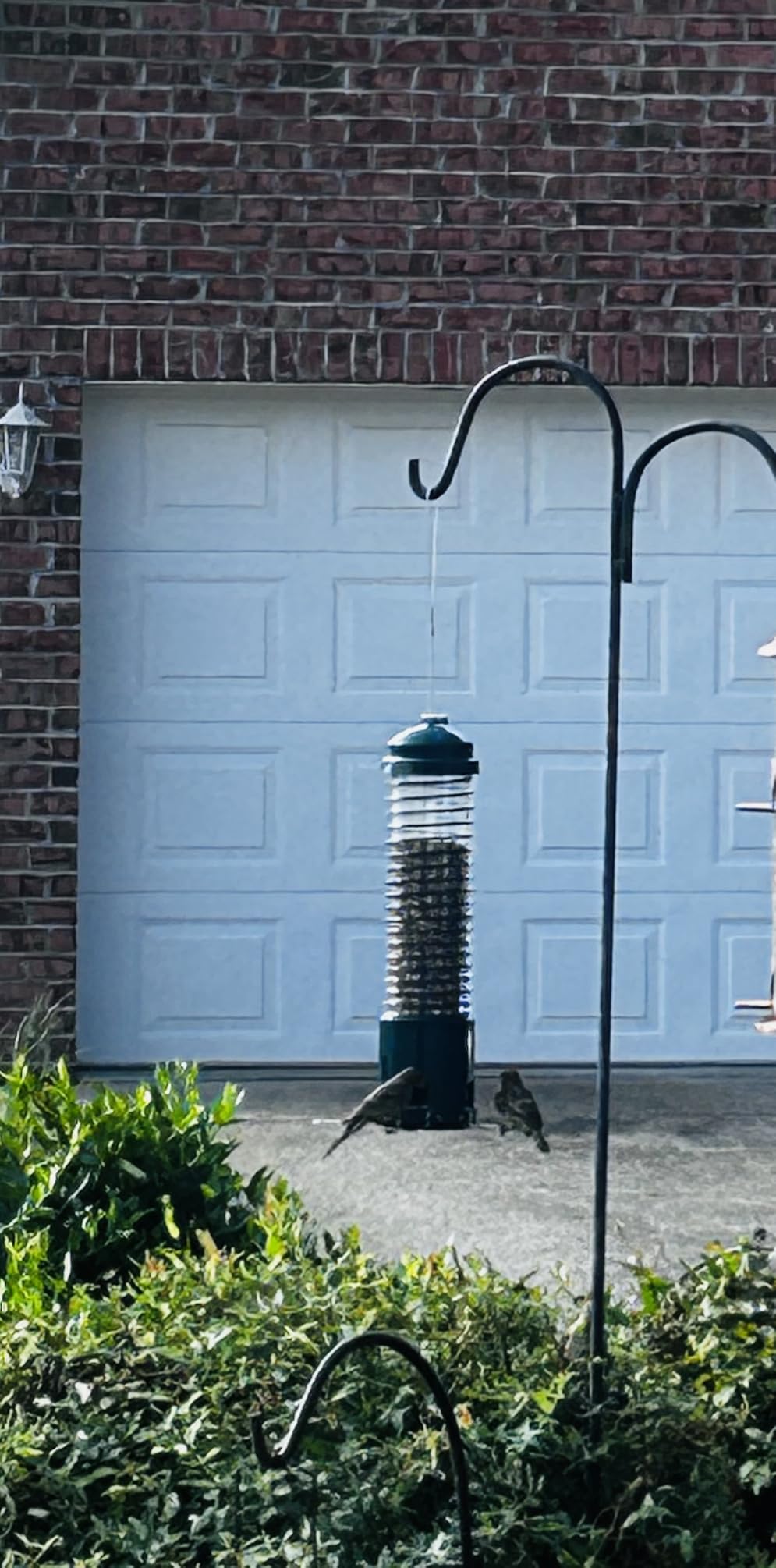 Squirrel Proof Bird Feeder, Metal Bird Feeders for Outdoors Hanging, 3.6LB Large Seeds Capacity for Wild Birds, Finch, Cardinal, Blue Jay, Chickadee, Green customer photo 1