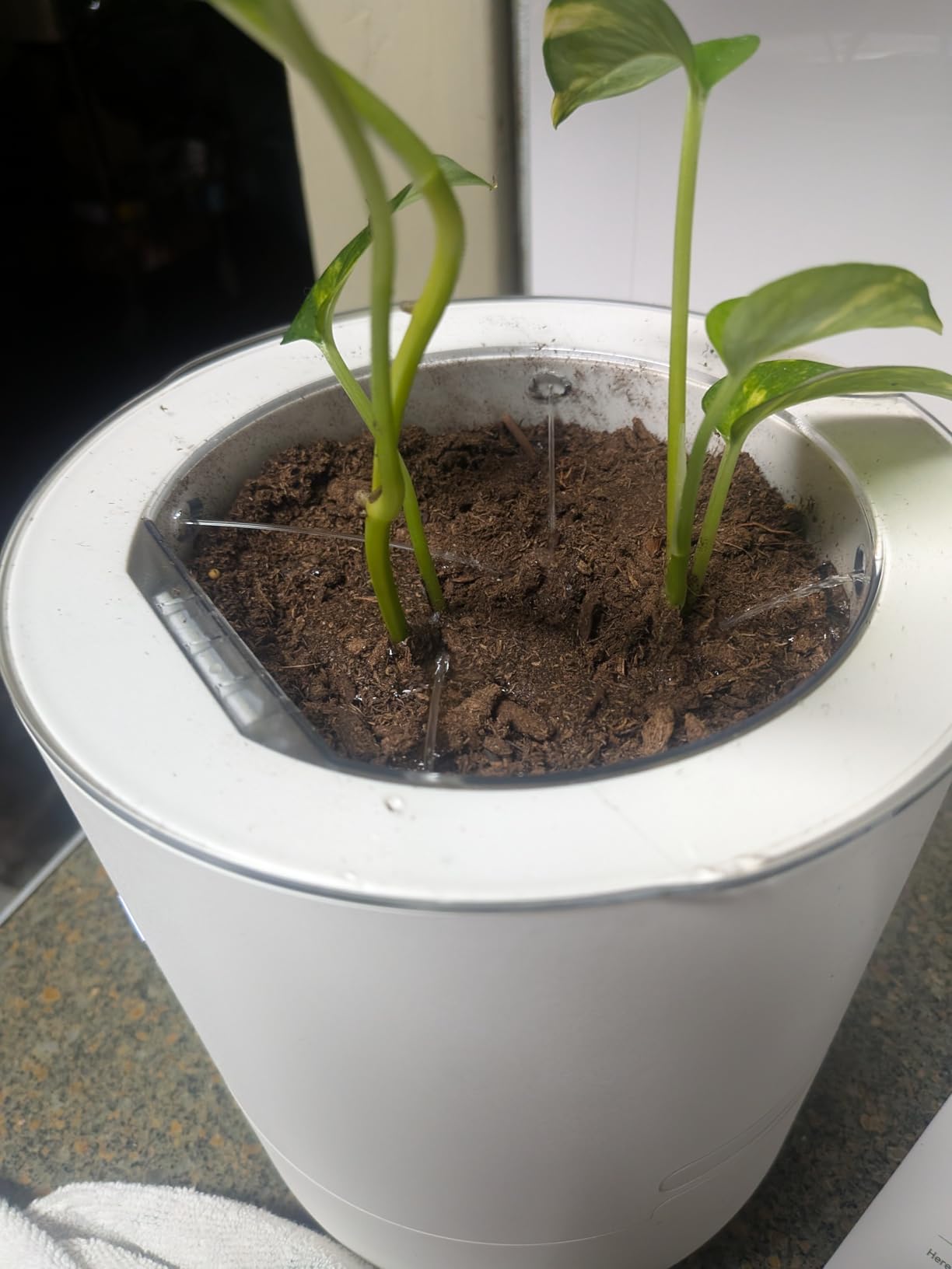 8 Inch Smart Self Watering Planter with WiFi Bridge & App Control - AI Plant Care System with Sensors, Automatic Watering, Alerts - Modern Indoor Planter for Houseplants | Cordless customer photo 2