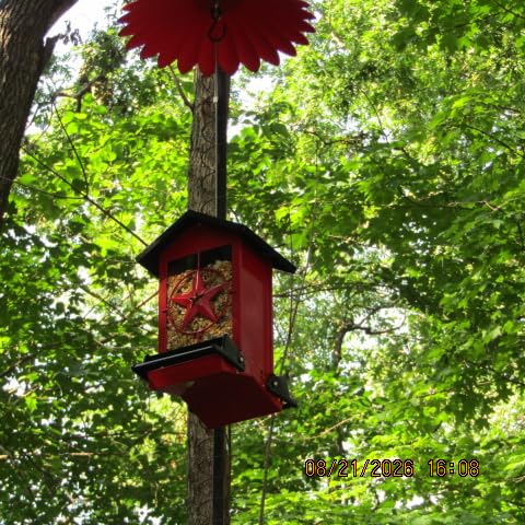 Squirrel Proof Bird Feeder for Outdoor, 5 LB Metal, Weight-Activated | Metal 5LB Large Wild Bird Feeders for Cardinals, Blue Jay, Finch, Weatherproof Durable Hanging Bird Feeder for Backyard, Garden customer photo 1