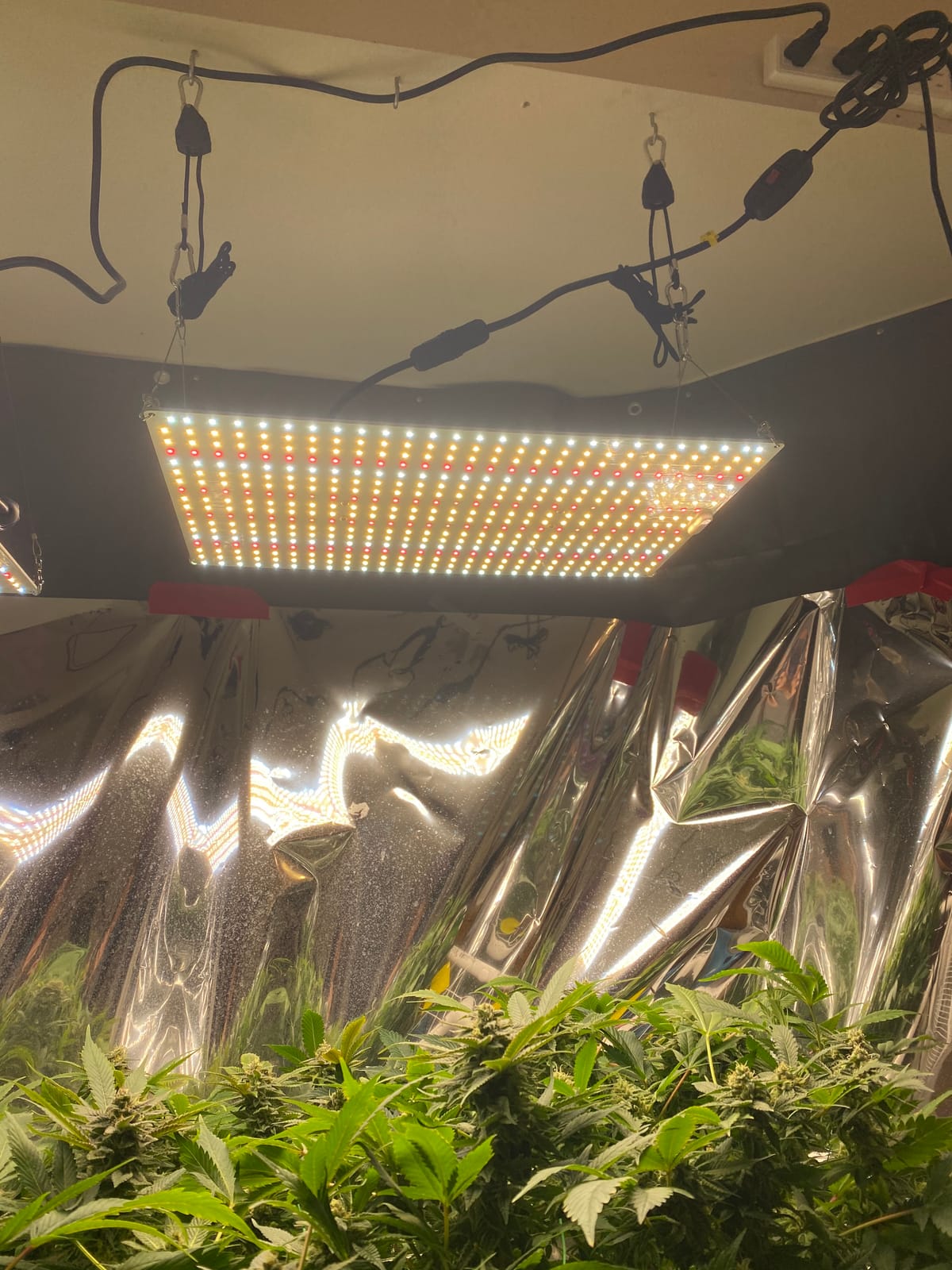 800 LEDs Floor Full Spectrum LED Grow Lights for Indoor Plants, Ultra Bright 8 Heads Plant Lights for Indoor Growing with 4/8/12H Timing, High Efficiency Plant Light for Plant Growth. customer photo 1