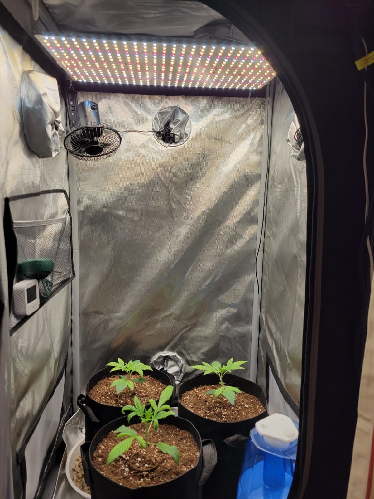 800 LEDs Floor Full Spectrum LED Grow Lights for Indoor Plants, Ultra Bright 8 Heads Plant Lights for Indoor Growing with 4/8/12H Timing, High Efficiency Plant Light for Plant Growth. customer photo 2