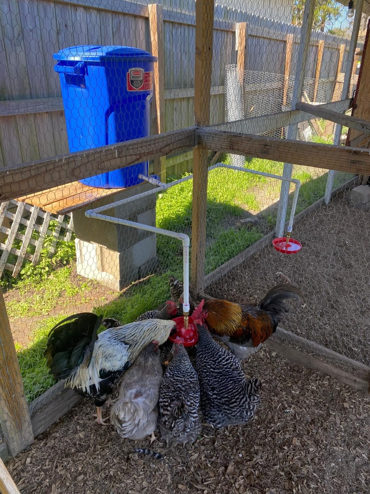 Little Giant® Automatic Poultry Fount | Game Bird Fount | Heavy Duty Plastic | Waterer Bowl with Hose Attachment | 1.5 Quarts customer photo 1