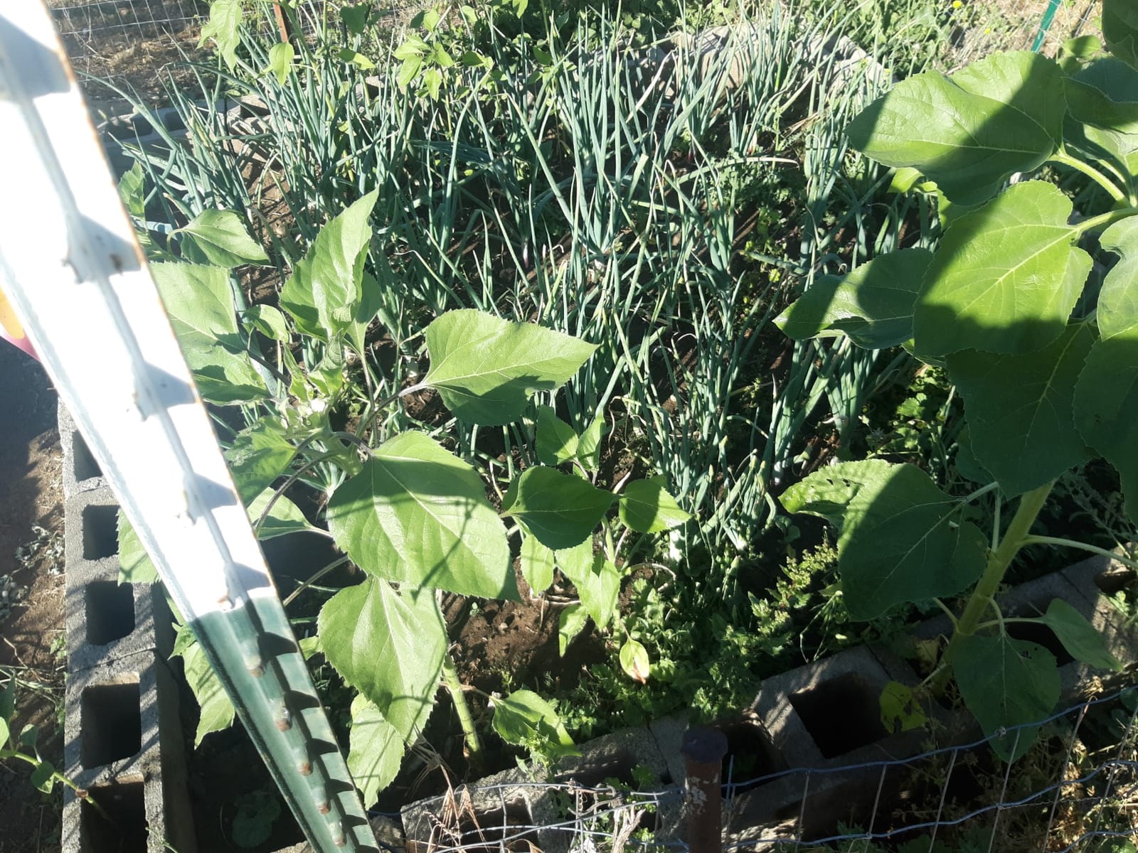 Chase Mole & Gopher Repellant 6 Lbs. customer photo 2