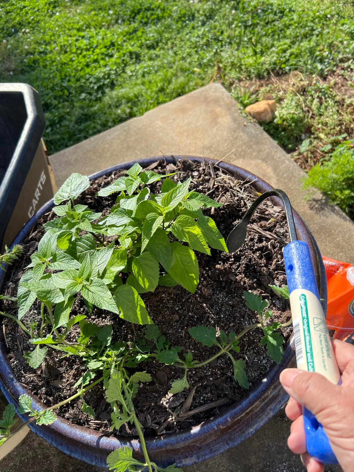 CobraHead® Original Weeder & Cultivator Versatile Garden Tool - USA Made customer photo 1