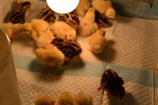 Little Giant® Quail Rails | 120 Eggs | Turner Equipment for Incubating Small Eggs | Quail Egg Incubator customer photo 2