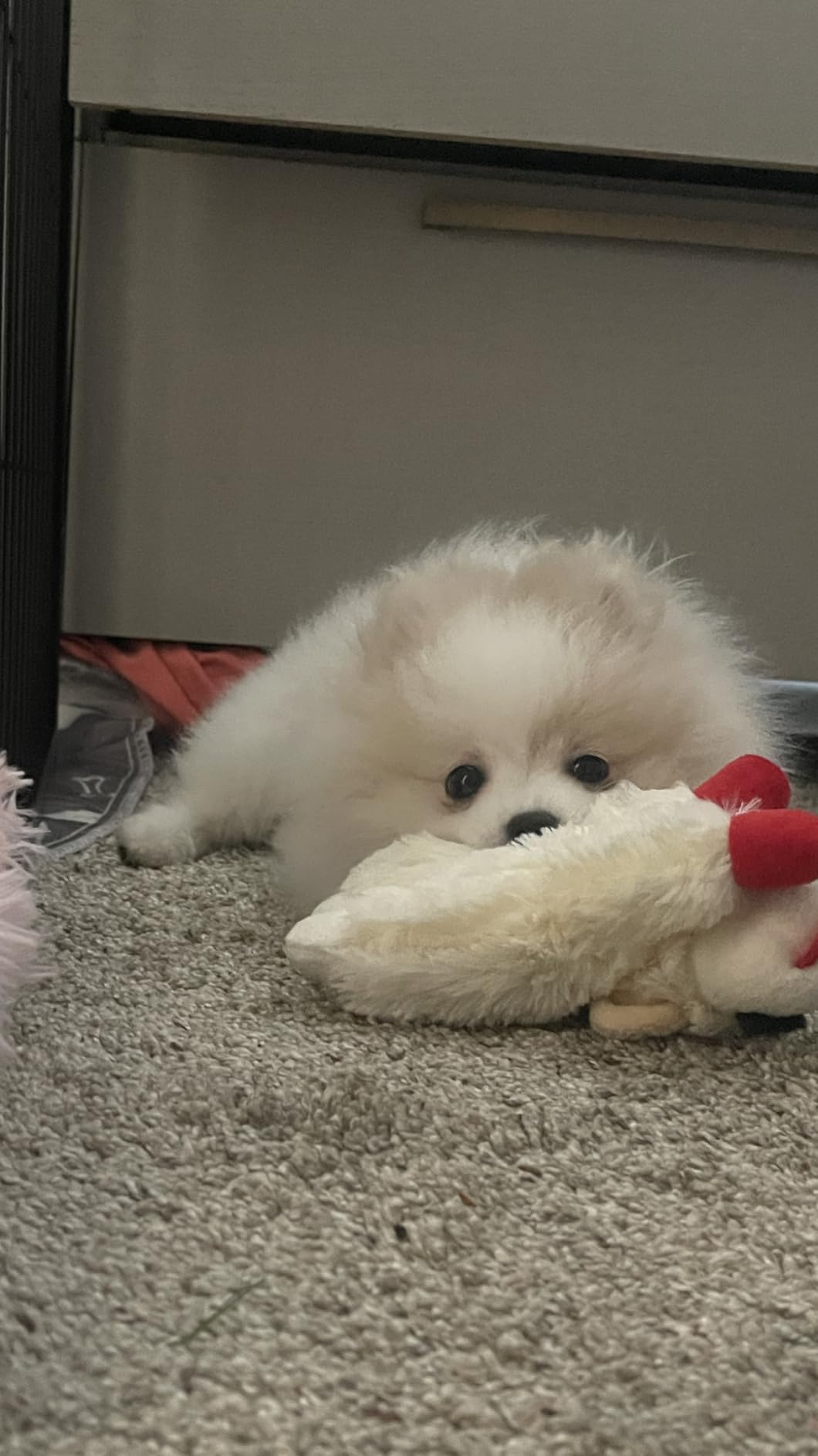 Multipet Lamb Chop Dog Plush Toy 10