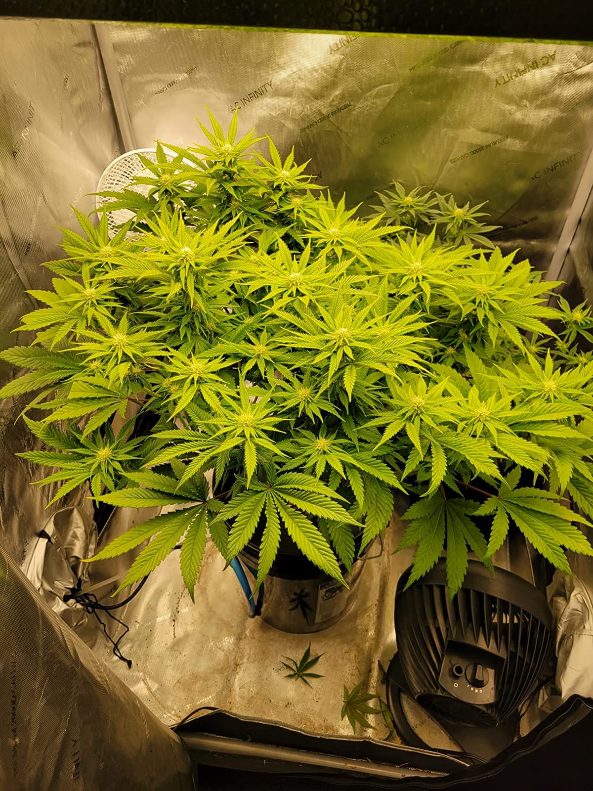 Deep Water Culture (DWC) Hydroponic Bucket Kit 5 Gallon, 6 inch customer photo 1