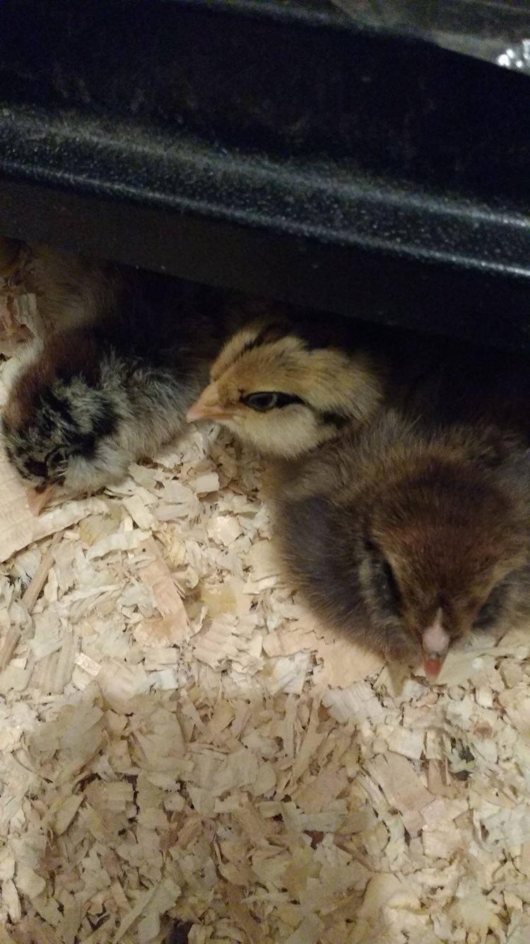 Premier 1 Chick Brooder Heating Plate – 12
