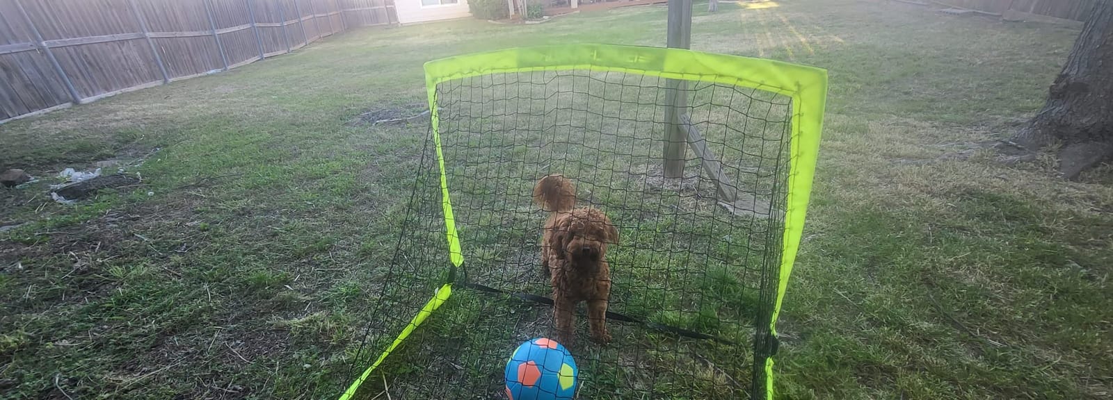 Franklin Sports Blackhawk Backyard Soccer Goal - Portable Pop Up Soccer Nets - Youth + Adult Folding Indoor + Outdoor Goals - Multiple Sizes + Colors customer photo 2