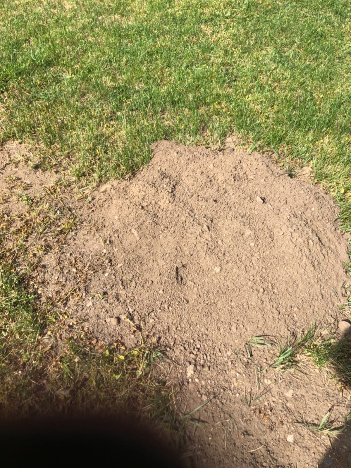 I Must Garden Mole & Vole Repellent: Professional Strength - Natural - 10lb customer photo 1