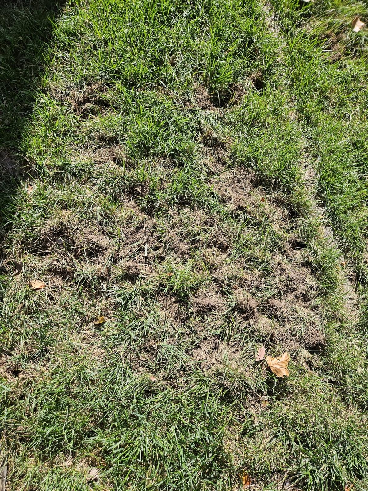 I Must Garden Mole & Vole Repellent: Professional Strength - Natural - 10lb customer photo 2