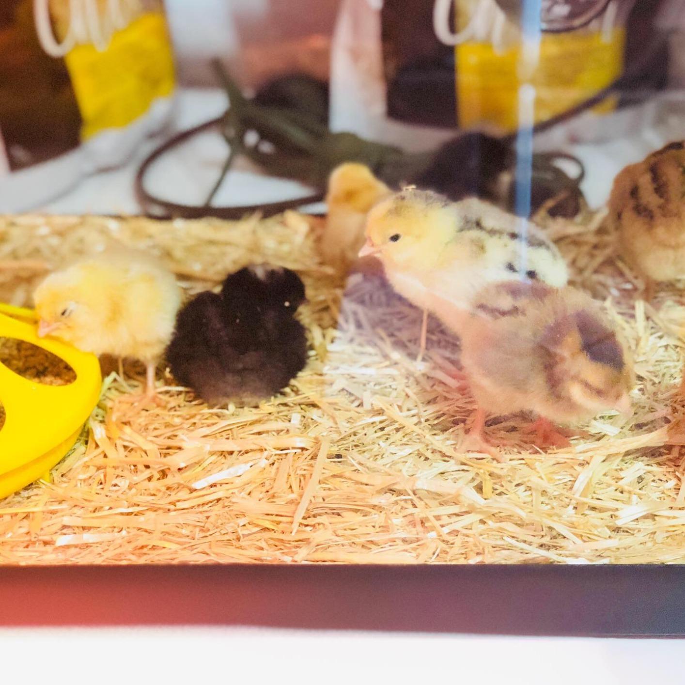 HBlife Digital Egg Incubator for Hatching 9-12 Chicken, Quail and Duck Eggs, with Fully Automatic Egg Turning and Temperature Display, Hatcher for Turkeys, Birds, Parrots and Poultry customer photo 1