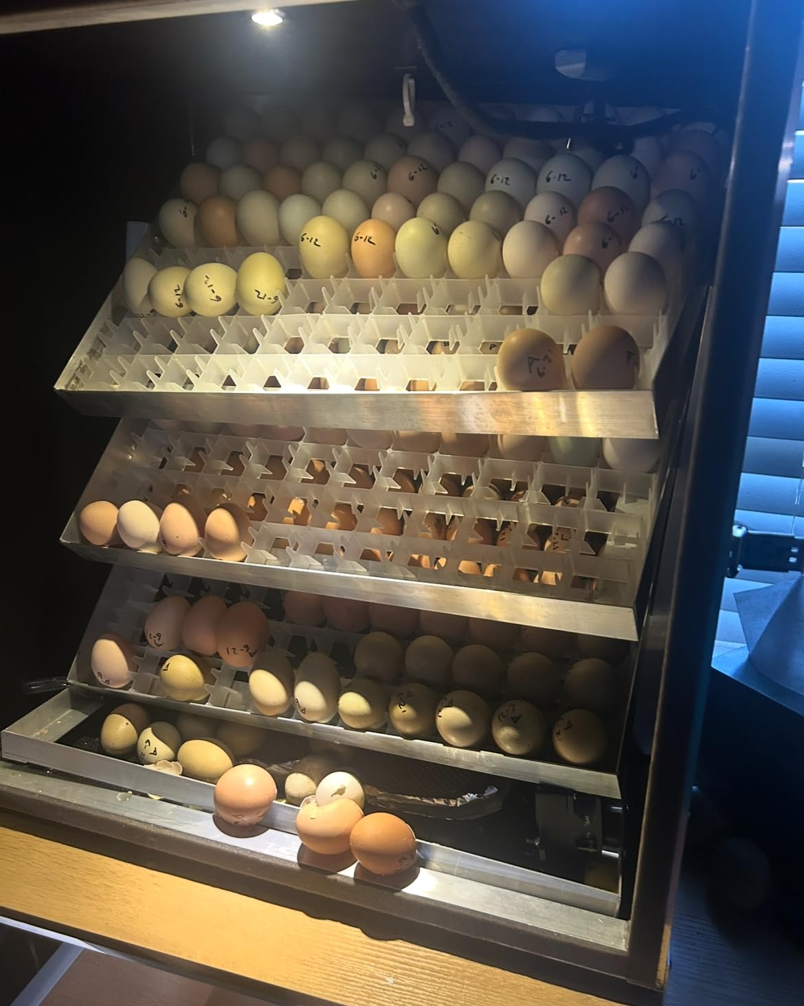 PRO264 USA Made Cabinet Incubator & Hatcher Egg Chicken Quail Turkey Duck Peafowl Bird Goose Emu Rhea Ostrich customer photo 1