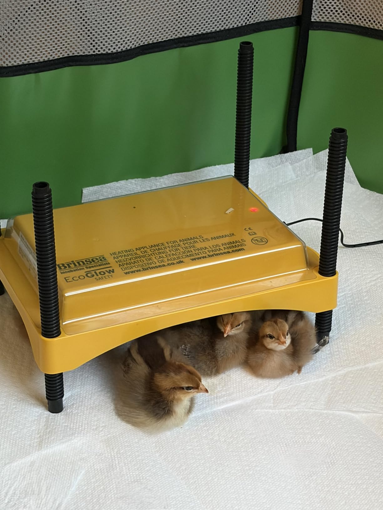 Brinsea Ecoglow Safety 600 Chick or Duckling Brooder, Up to 20 Chicks customer photo 2