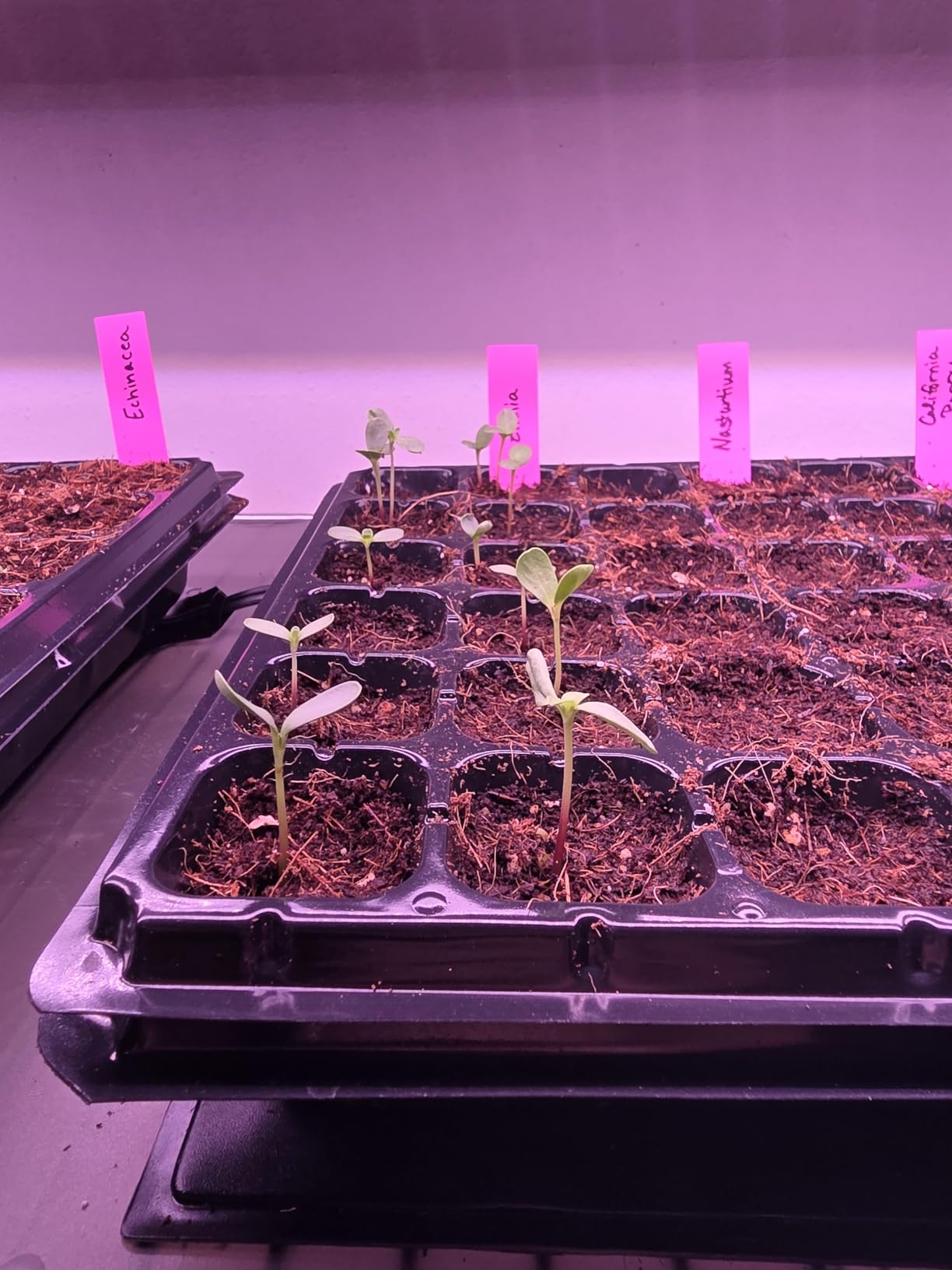 Barrina LED Grow Light, 252W(6 x 42W) 4ft T8, Full Spectrum, Pink, 6 Packs customer photo 2
