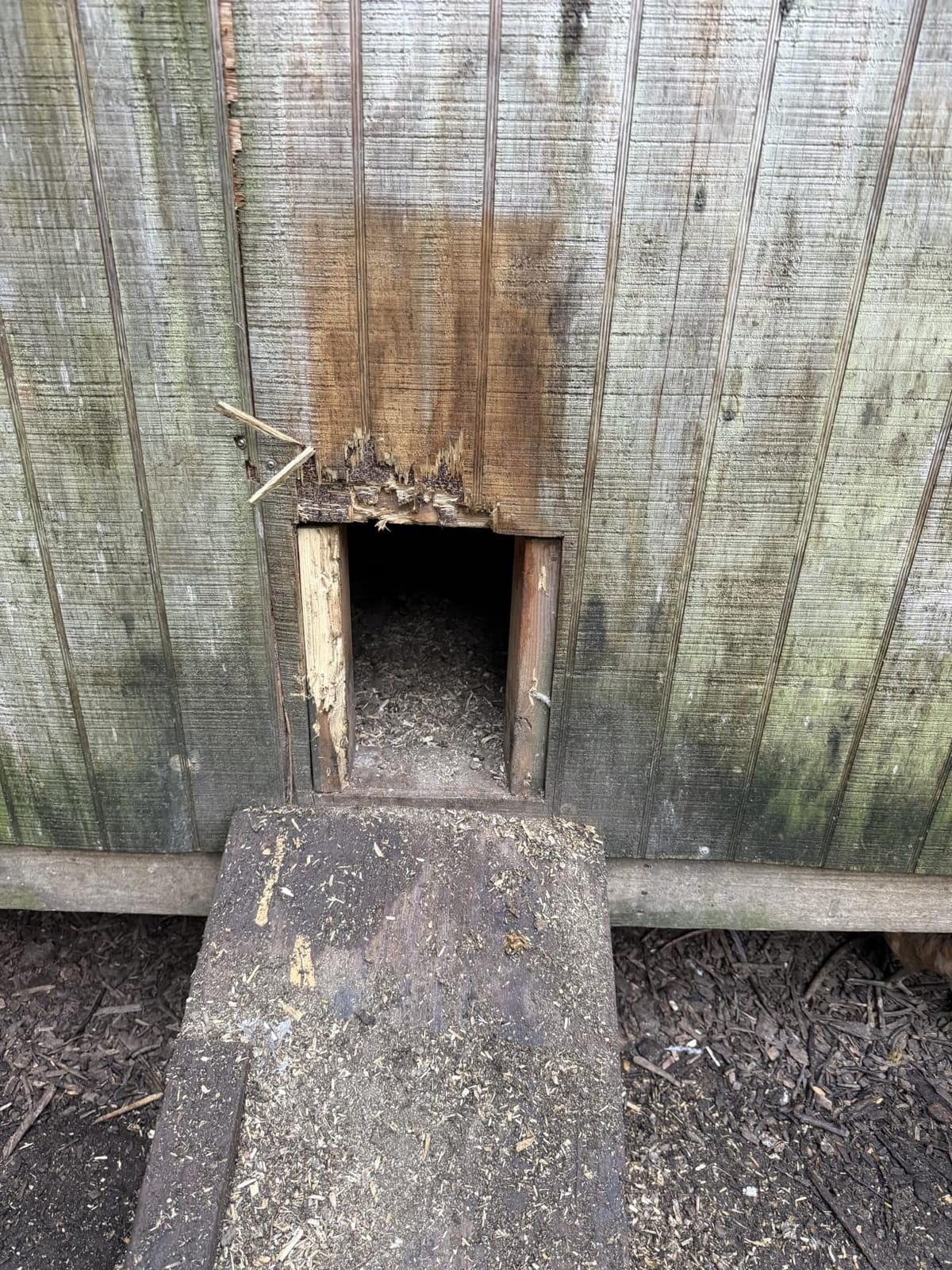 RUN-CHICKEN Door T50 – Automatic Chicken Coop Door Opener, Battery Powered & Weatherproof Aluminum, Smart App & Timer Control, Predator Proof, Easy Install, Reliable All-Season Performance (Brown) customer photo 1