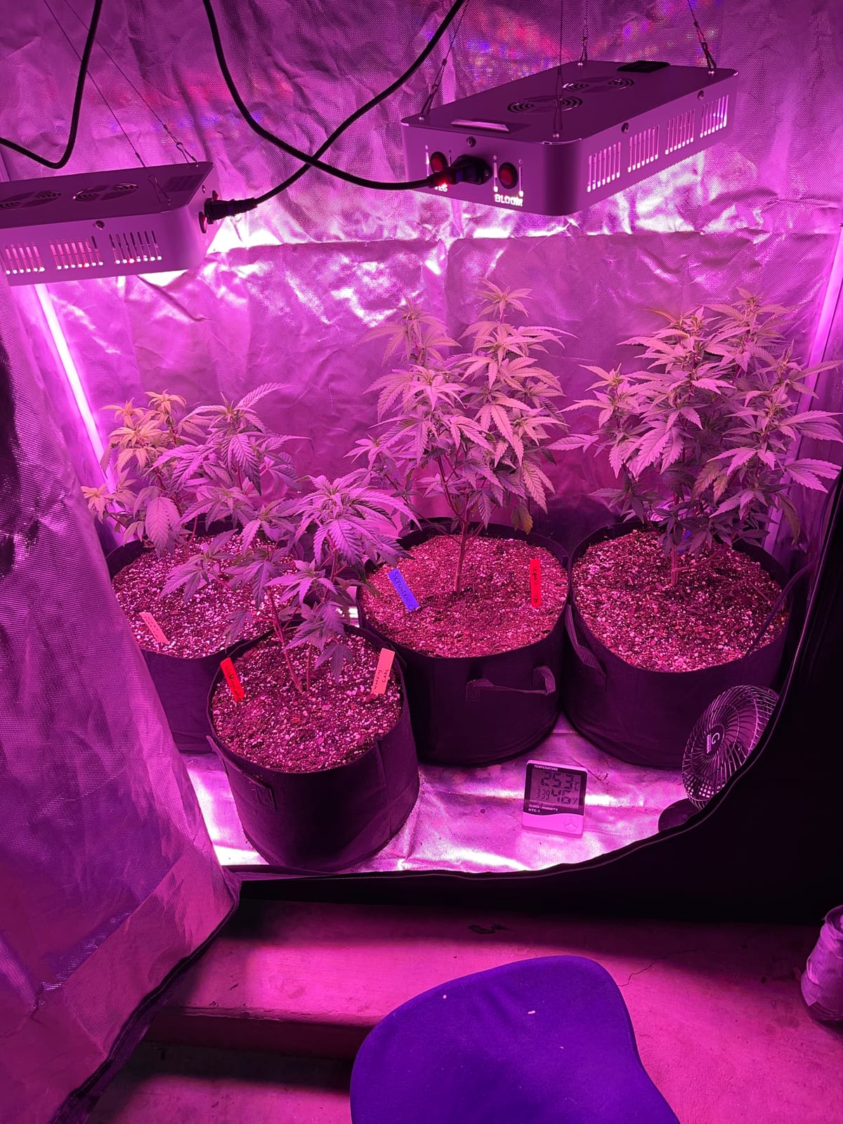 Beelux 1000w LED Grow Light for Indoor Plants Full Spectrum, Upgrade Dual Chips and Dual Switch Plant Grow Lights for Seed Starting Veg and Flower Greenhouse (Actual Power 100W=1000W HPS) customer photo 2