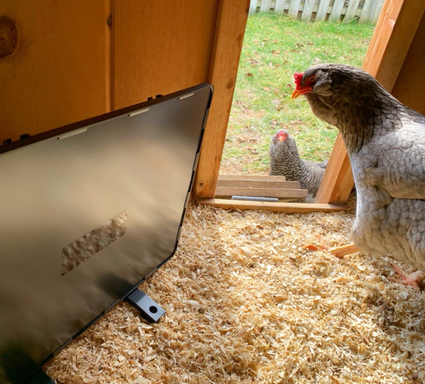 PETNF Chicken Coop Heater 140 Watts Radiant Heat Chicken Heater Energy Efficient Design Safer Than Brooder Lamps Heater for Chicken Coop, Heating Wire UL-Compliant Two Ways to Use, 11.81''x15.74'' customer photo 1