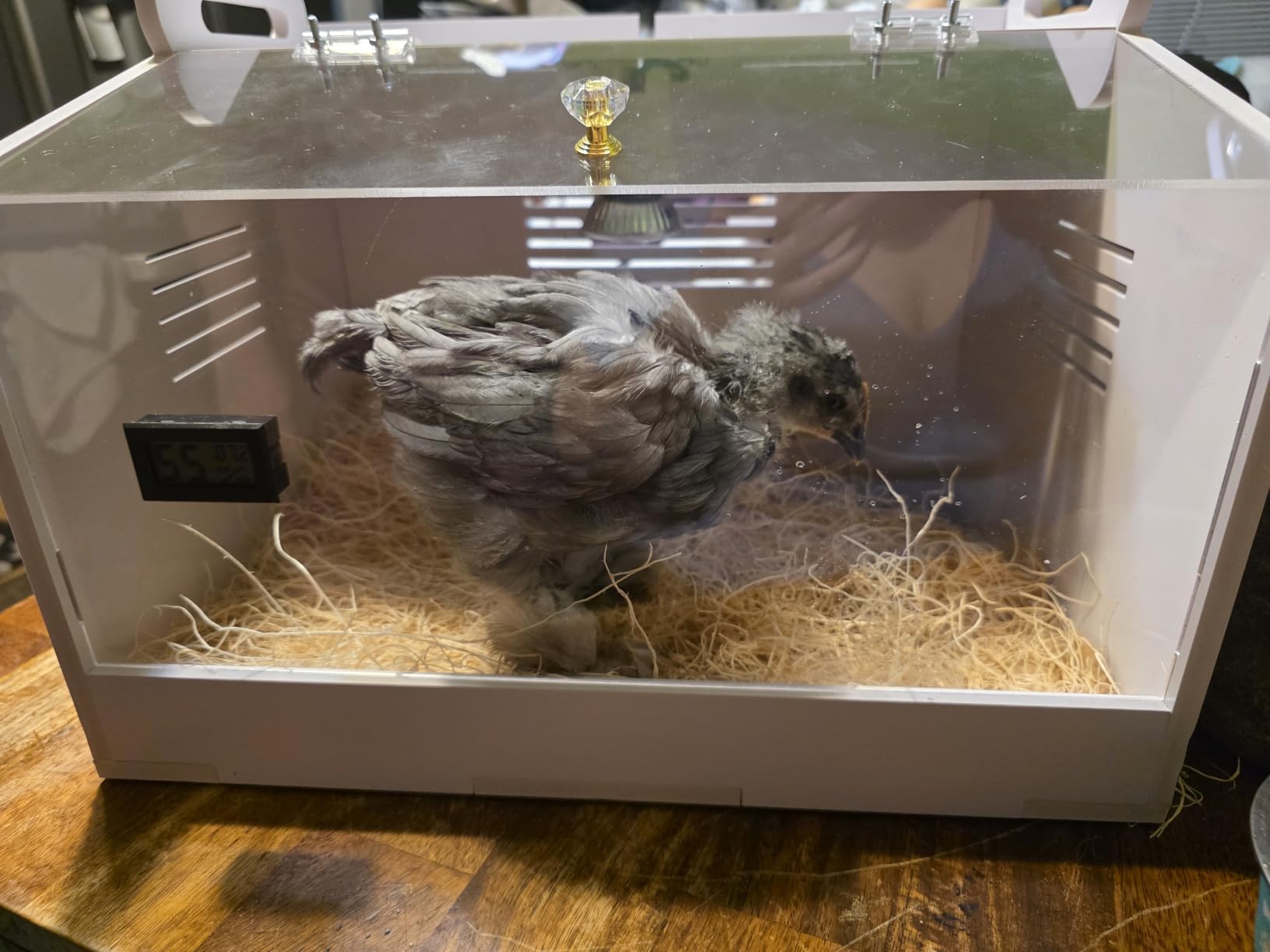 Intelligent Brooder Box 10-15 Newborns Chicks Quail Birds Egg Incubator customer photo 2