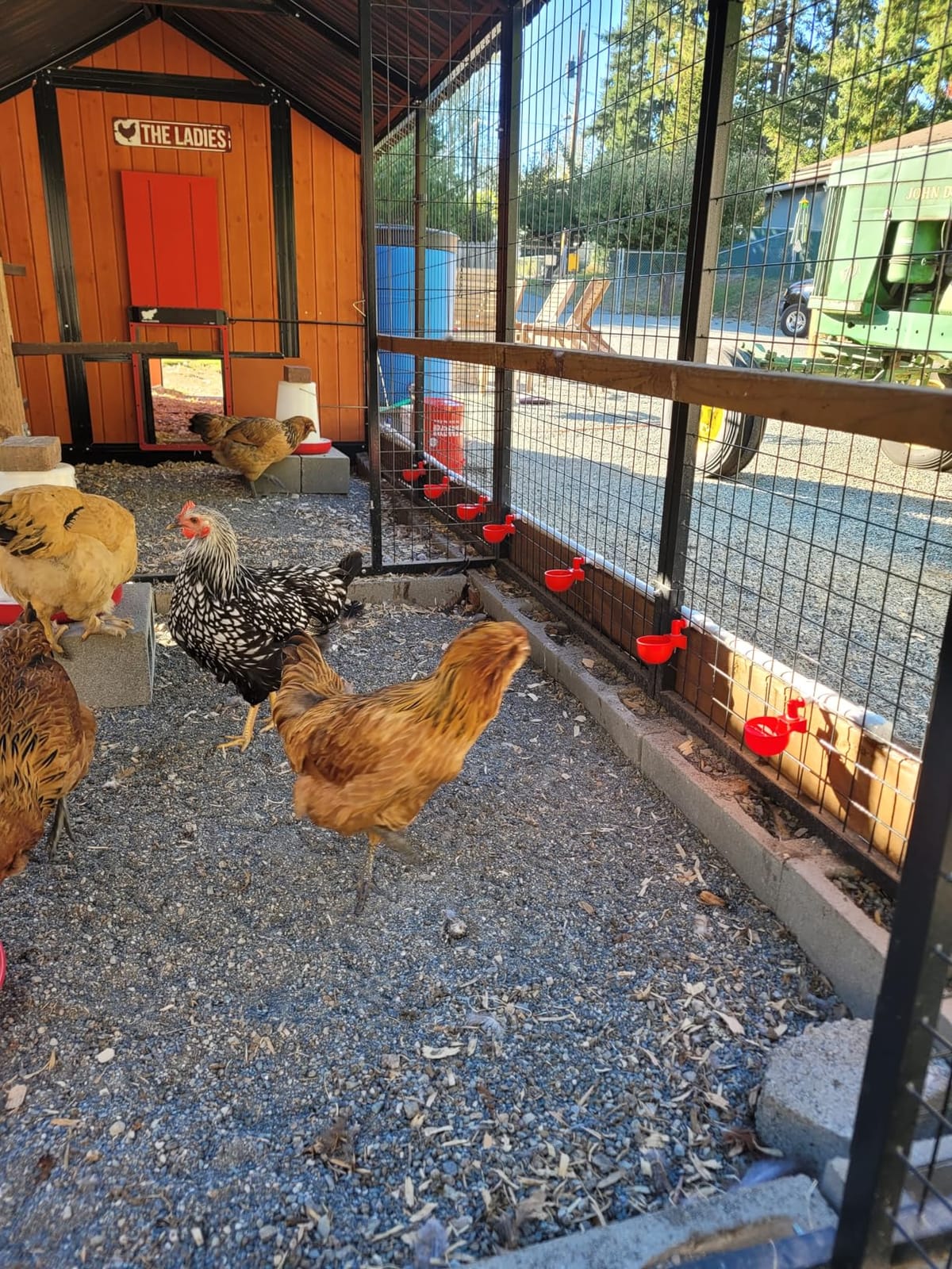Chicken Water Cups for PVC with Tee (8 Pack), Automatic Chicken Waterer Kit for Poultry, DIY PVC Water Feeder for Chicken/Duck/Quail/Turkey customer photo 2