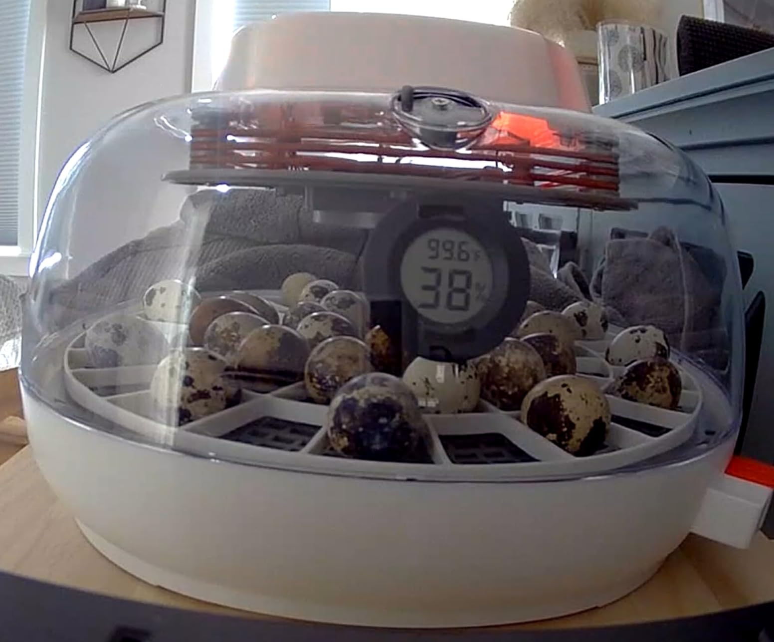 Durable Egg Tray for Nurture Right 360 Egg Incubator, 48 Quail/Bird Eggs customer photo 1
