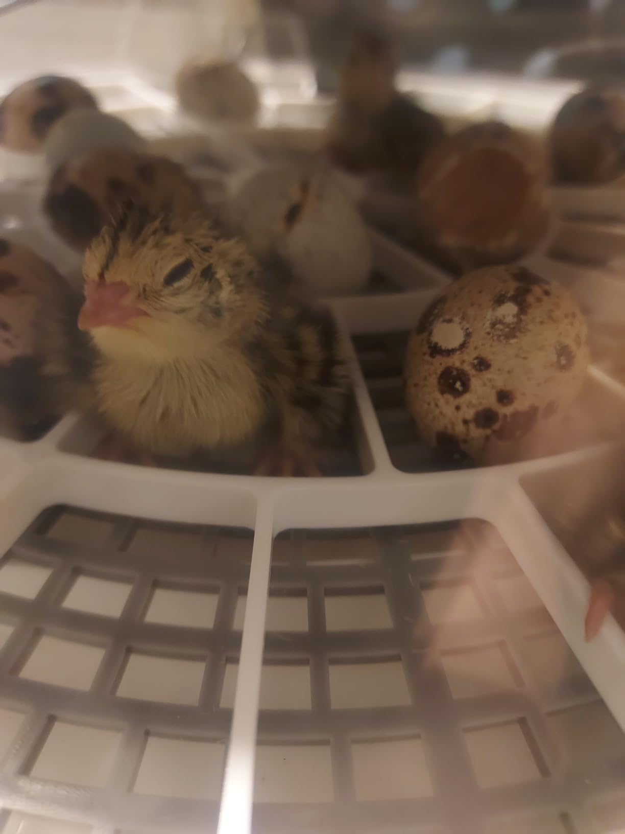 Durable Egg Tray for Nurture Right 360 Egg Incubator, 48 Quail/Bird Eggs customer photo 2