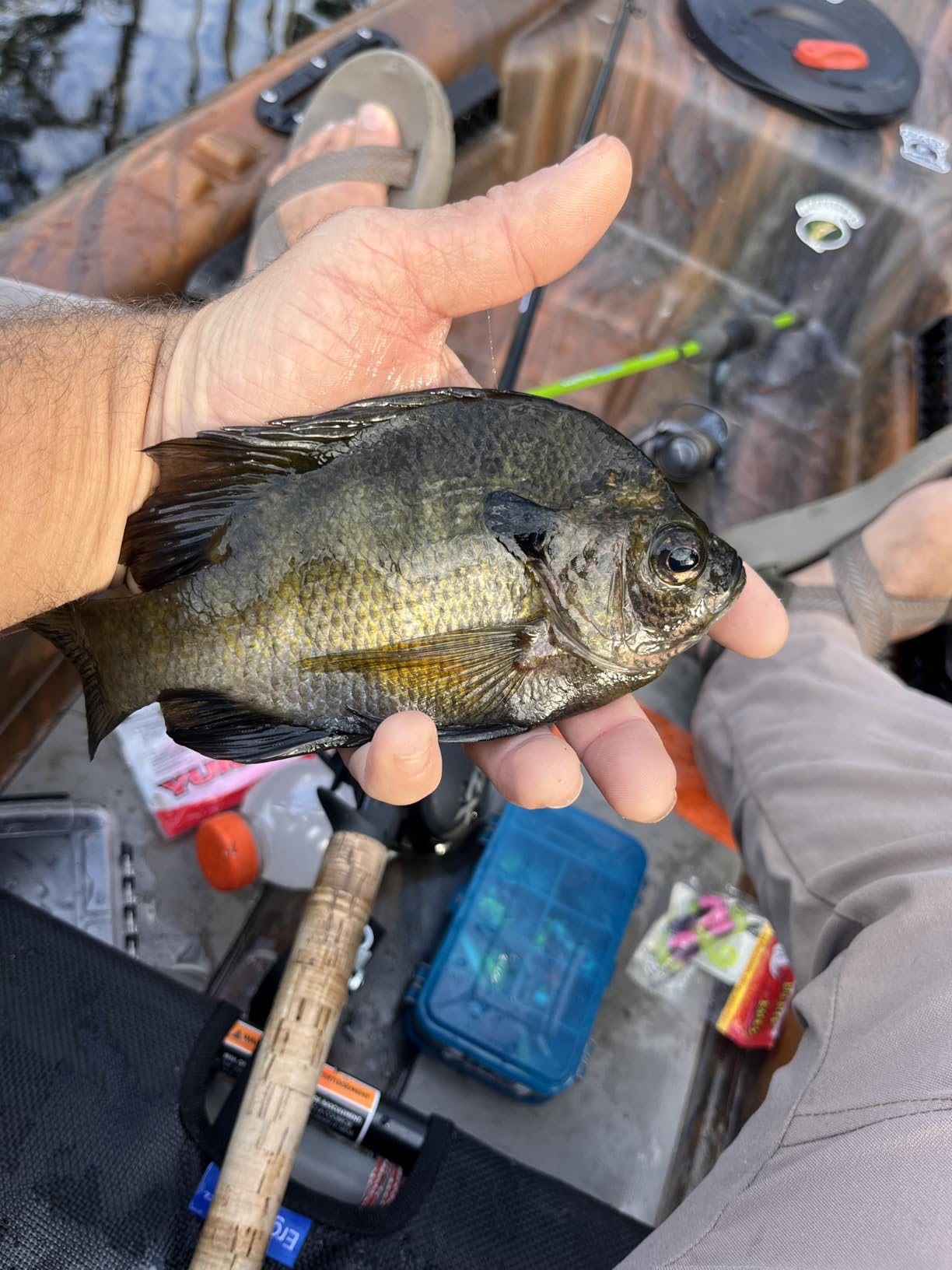 Lew's Crappie Thunder Spinning Fishing Rod, Light Power, Fast Action, Premium 2-Piece Graphite Blank, EVA Split Grip Handle customer photo 1