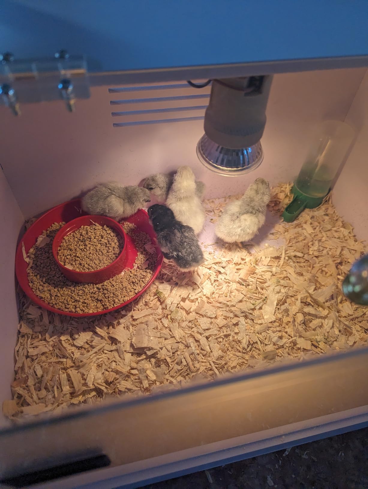 Intelligent Brooder Box Chicken brooder Quail cage Baby Chicken Supplies customer photo 1
