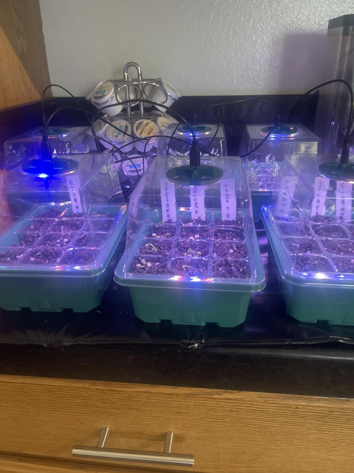 Seed Starter Trays with Grow Lights and Heat Mat, 72 Cells Seed Starter Kit with Lights, 3 Lighting Mode, 4 Timing Set, Germination Kit for Seed Starting Trays with High Humidity Control Domes customer photo 2