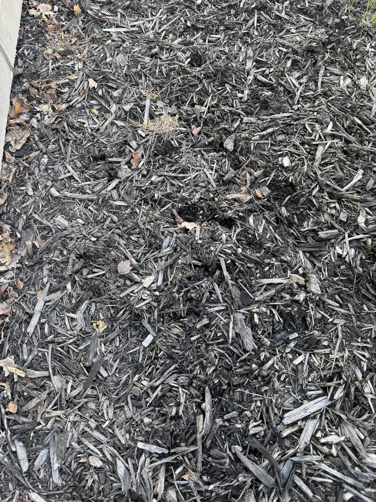 PetraMax Castor Oil Mole Repellent for Lawns - Best Anti Mole and Vole Repellent of Outdoor Space - How to Get Rid of Moles in My Yard, Garden Or Lawn, Safe and Effective Vole Deterrent (33.8 fl oz) customer photo 2