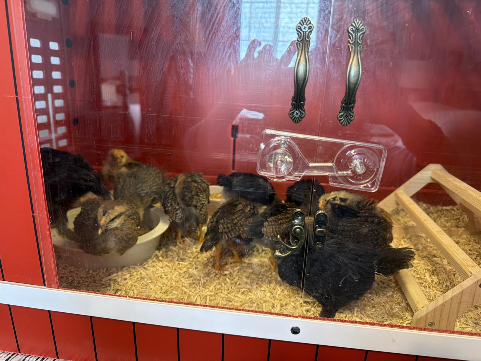 RentACoop Big Red Barn Chick Brooder customer photo 1