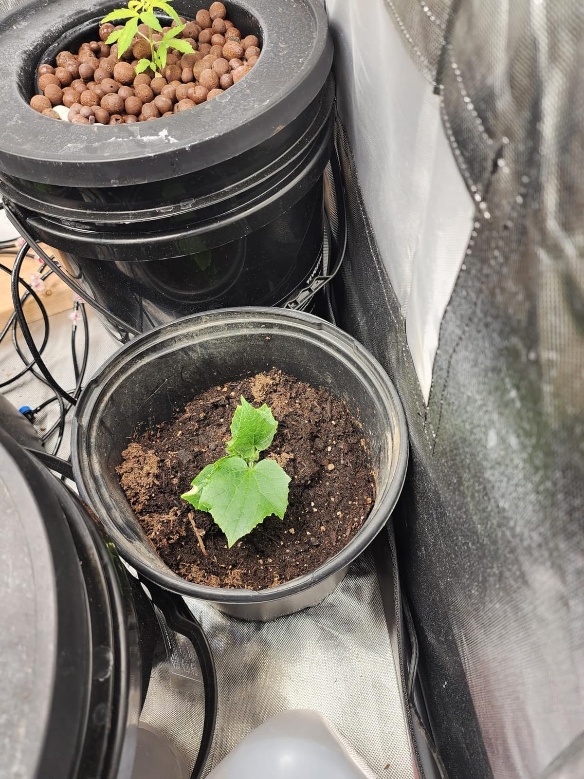 VIVOSUN DWC Hydroponics Grow System with Top Drip Kit 2 Buckets customer photo 2