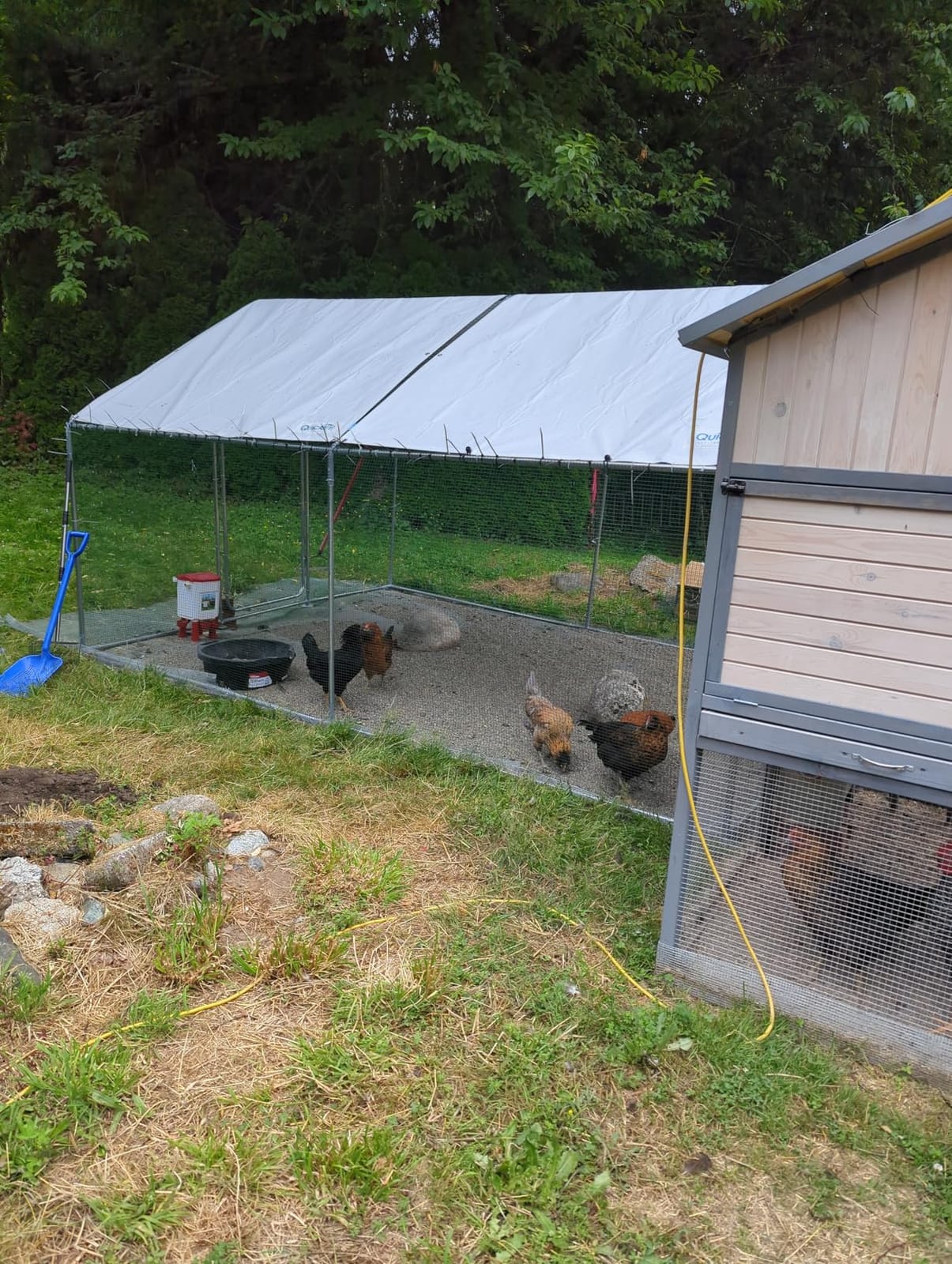 Quictent Large Metal Chicken Coop Run for 20+ Poultry w/Metallic Perch customer photo 1