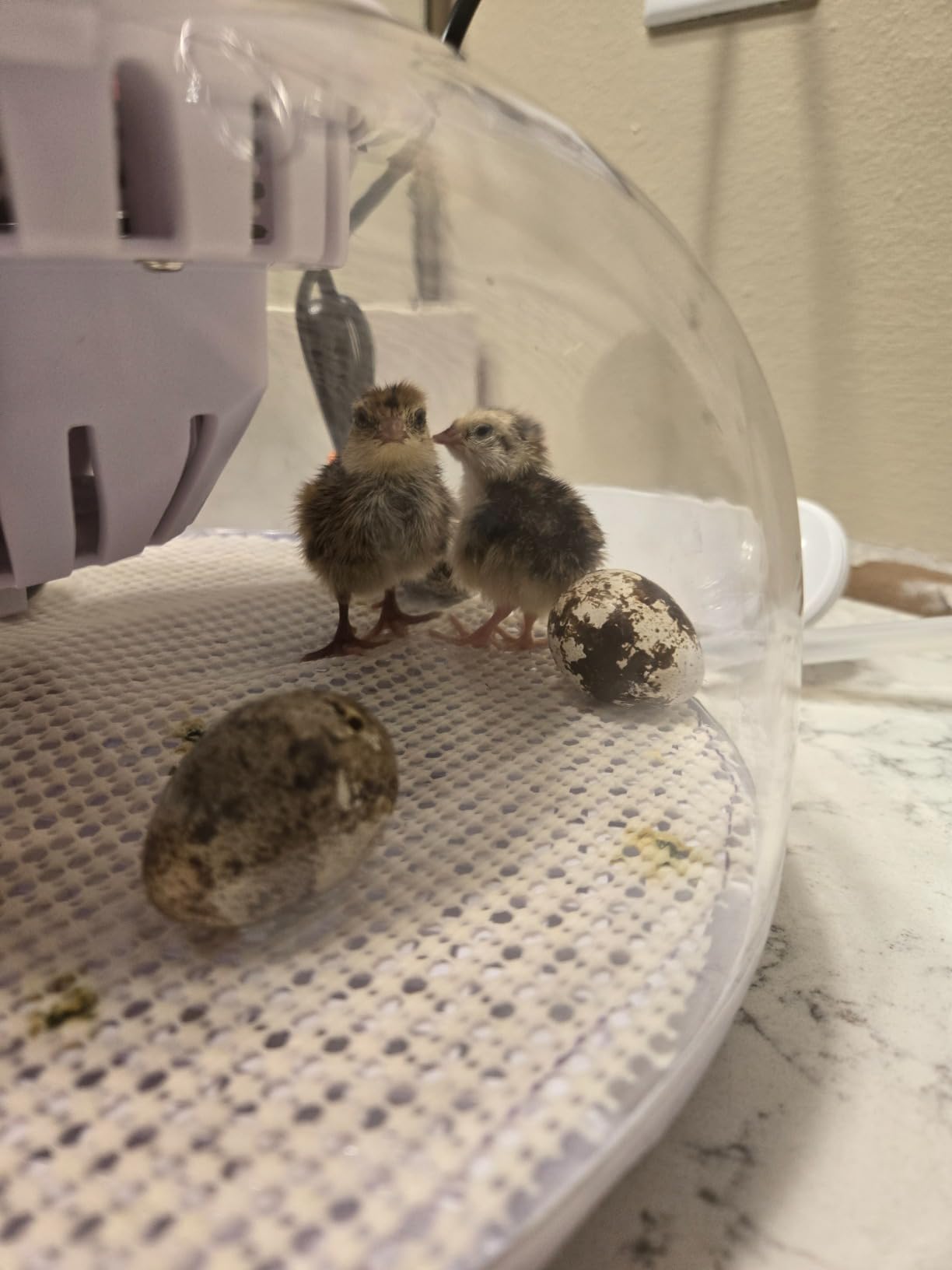 Egg Incubator for Hatching Chicks, Automatic Egg Turner Holds 12 Eggs customer photo 2