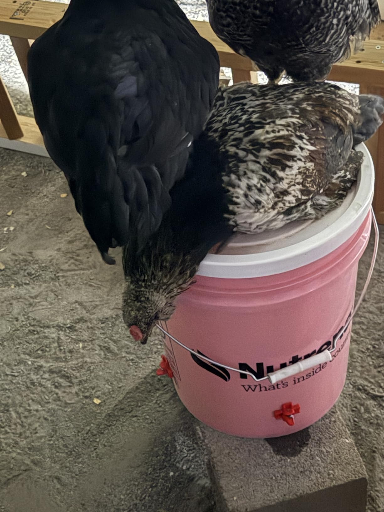 Automatic Chicken Waterer System, Complete PVC Pipeline Watering Kit customer photo 2