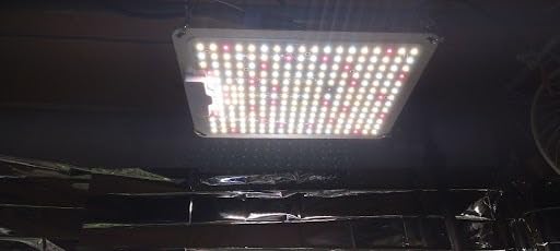 LED Grow Light, SP1500 Sunlike Full Spectrum Dimmable Plant Lights with Thermometer, Growing Lamps for Indoor Plants Seedlings Veg Bloom 4.5x4.5ft customer photo 2