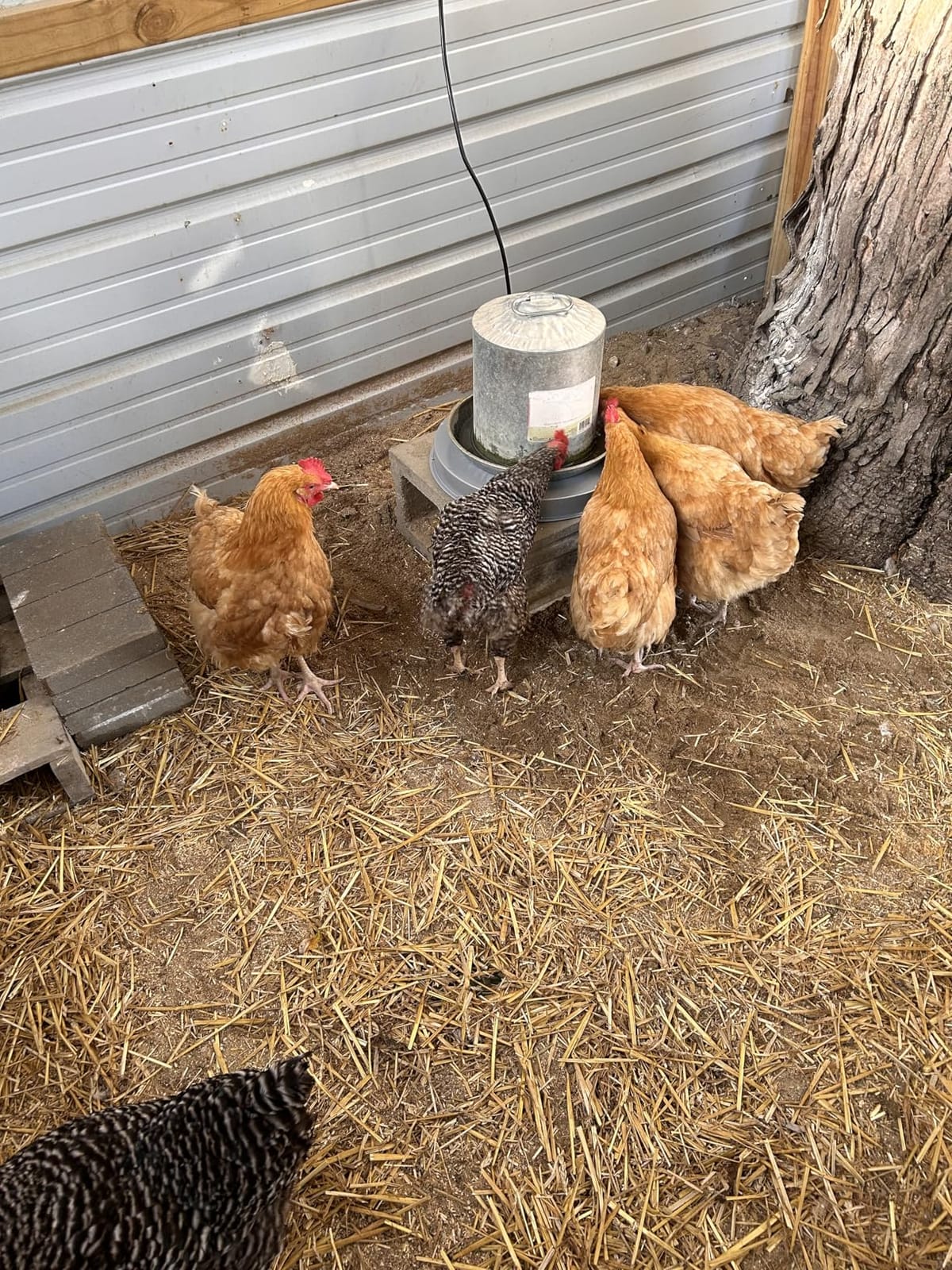 Chicken Water Heater Base for Winter, Heated Chicken Waterer 3 Gallon 125W customer photo 1