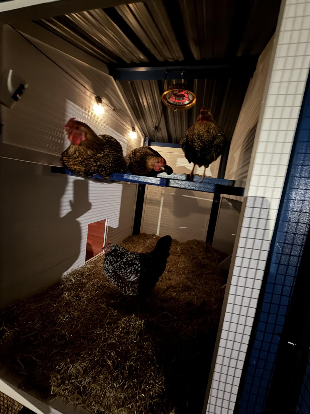 300 Watt Chicken Coop Heater - Professional Waterproof Chicken Coop Heater for Indoor & Outdoor Used - Suitable for Chick, Duck, Rabbit and Dog customer photo 1