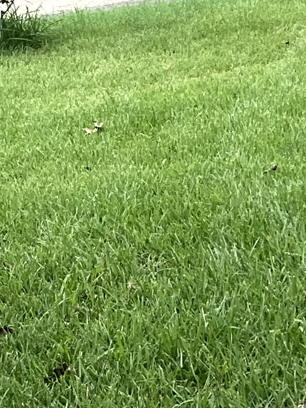 Walensee Rolling Lawn Aerator, Heavy Duty Manual Aerator with 42 Spikes customer photo 2