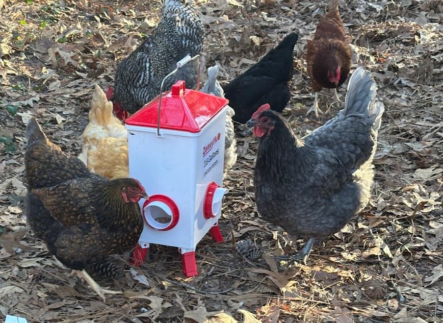 ZenxyHoC 3.6 Gal Chicken Feeder with 4 No-Waste Ports - 3 Height Adjustable customer photo 2
